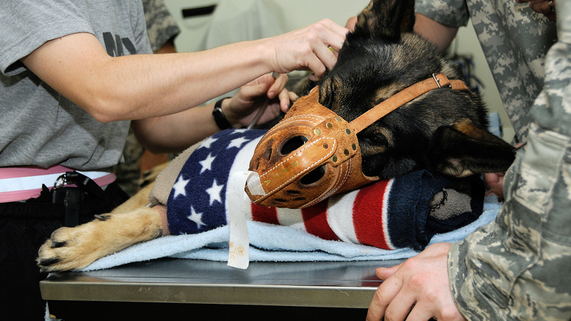 Illustration for article titled 26 Awesome Photos of War Dogs Showing How Badass and Cute They Can Be